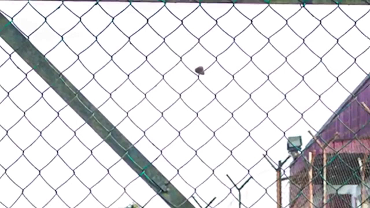 Alien Or Not?? Real Alien Foot...