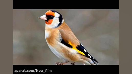 آواز دلنشین سهره لر با پنج دهن...