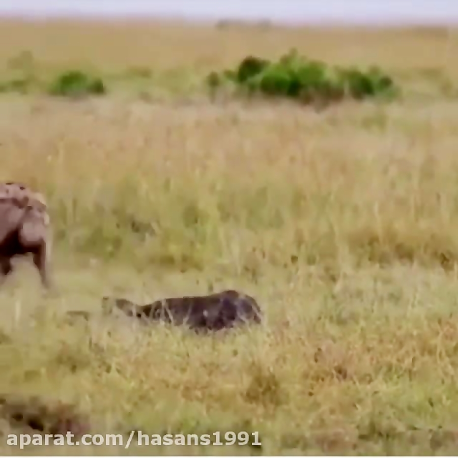 shekare gosale tavasote shira...