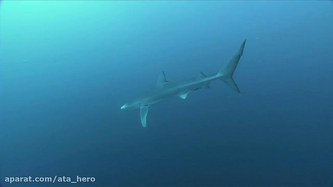 مستند سفر شگفت انگیز لاک پشت