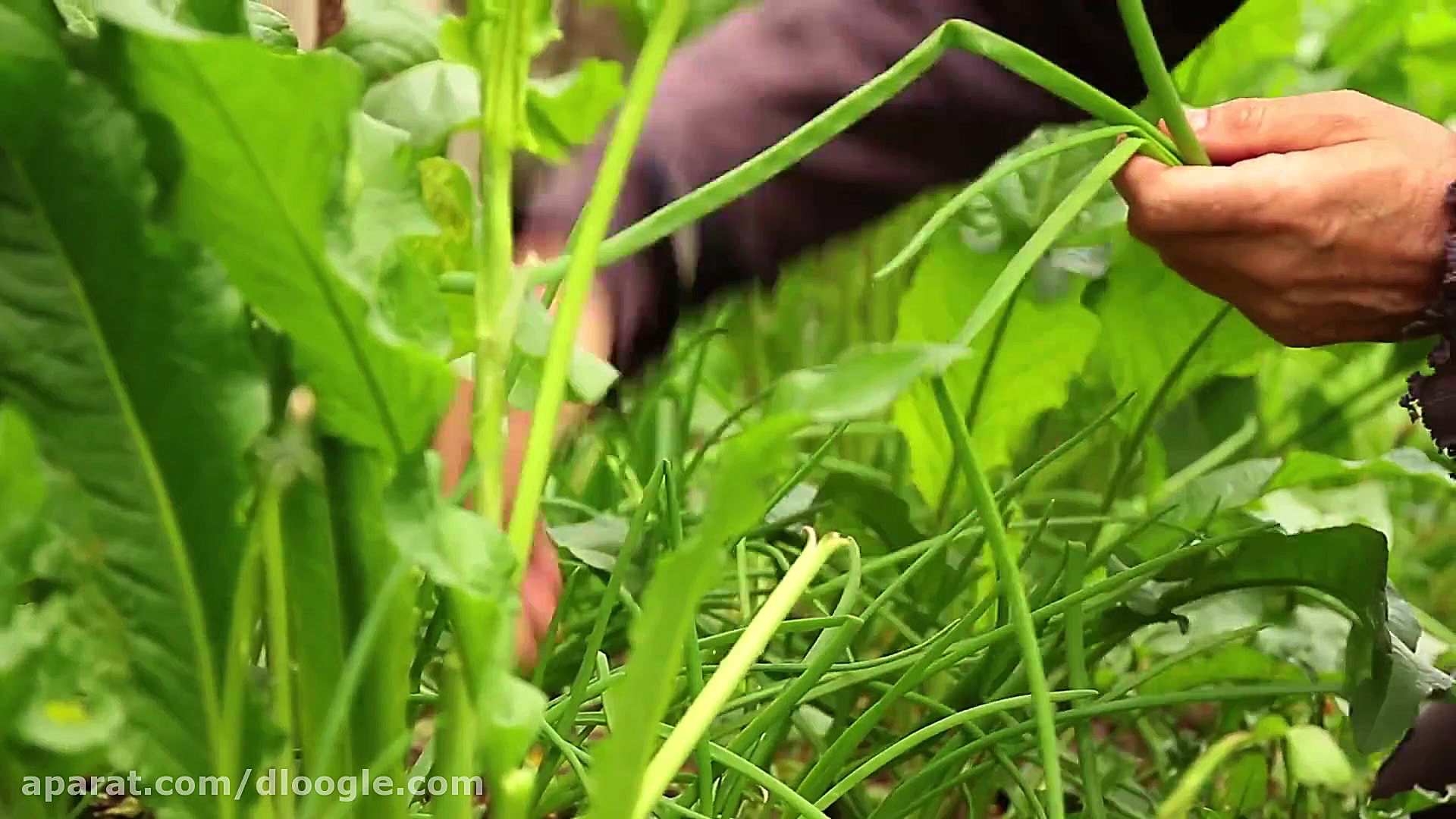 آشپزی در طبیعت  مرغ کریستالی