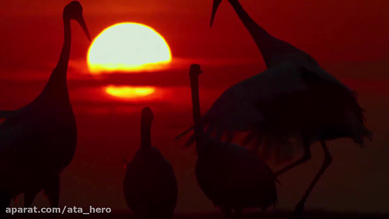 مستند زمین: یک روز شگفت انگیز