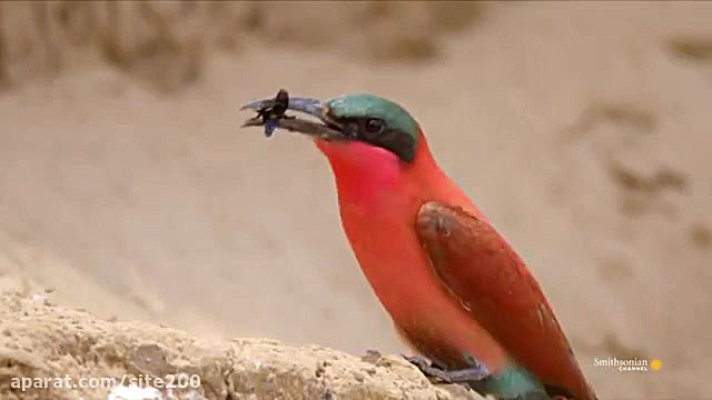 صحنه زیبا از شکار زنبور عسل تو...