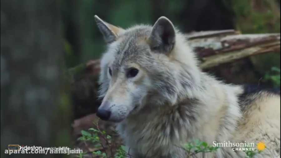 نبرد گرگ ها و خرس ها