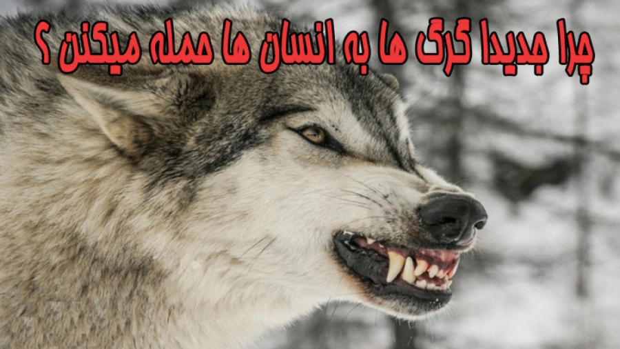 حمله گرگ ها به انسان ها