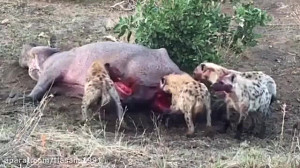 sahne delkharash az zendeh kho...