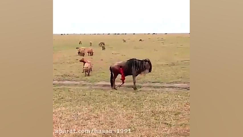 shekare vahshatnake bofalo tav...