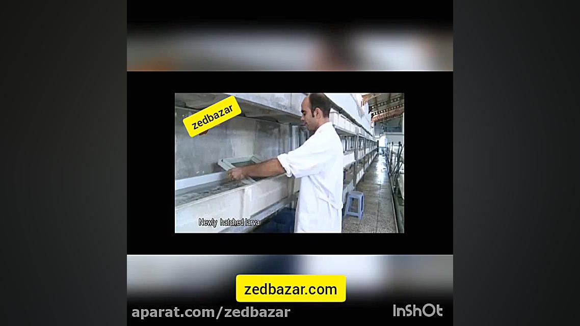 آشنایی با پرورش ماهی قزل آلا