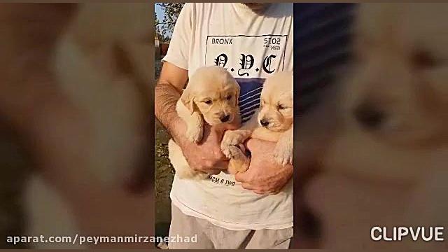 سگهای نگهبان