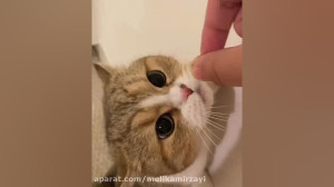 funny video 117