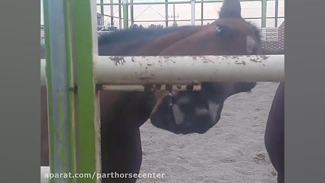 فیلم هنری اسب های مرکز پرورش و...