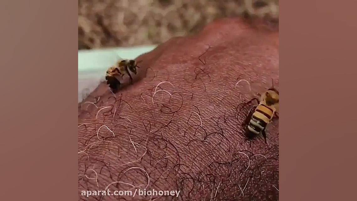 ⭕نحوه نیش زدن زنبور عسل
