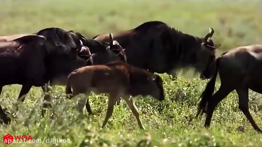 حیات وحش، تسلیم شدن دردناک کل...