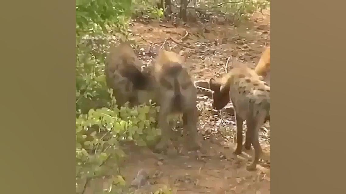 مستند حیات وحش