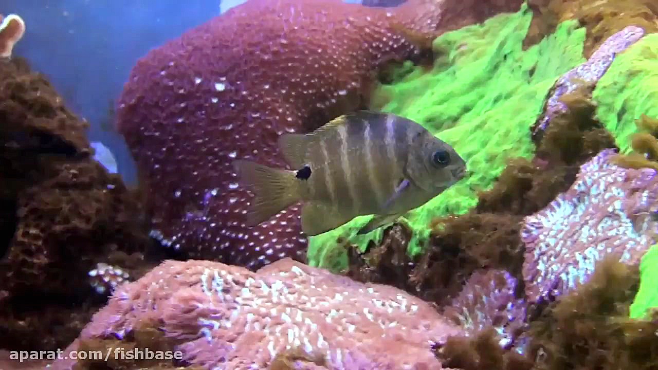 گروهبان‌ماهی خال‌سیاه: Abudefd...