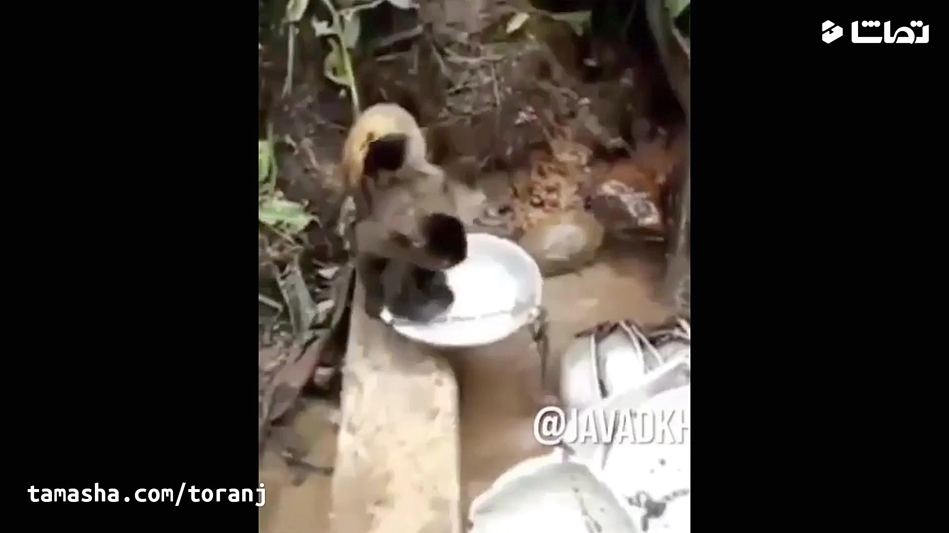 بهترین صداگذاری جواد خواجوی بر...