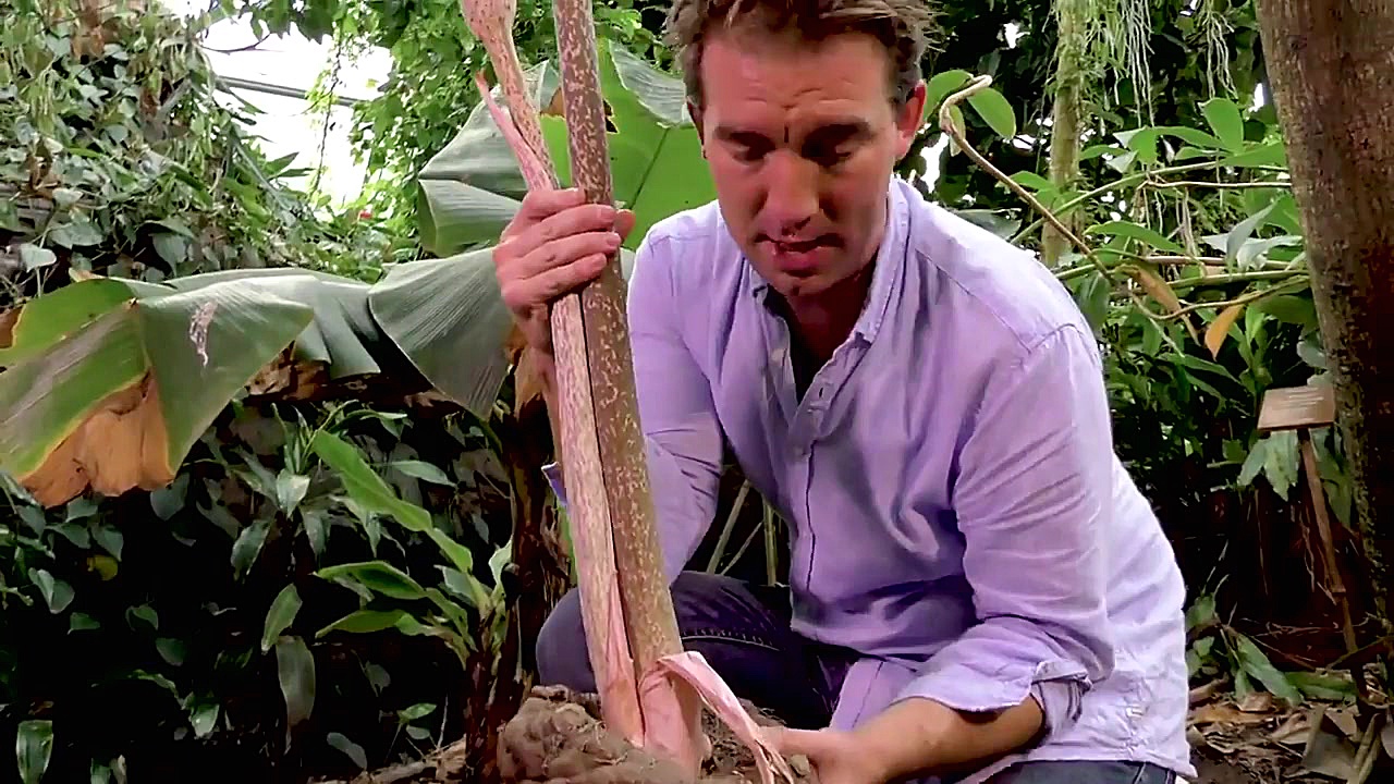 بزرگ ترین گل در تمام کره زمین...