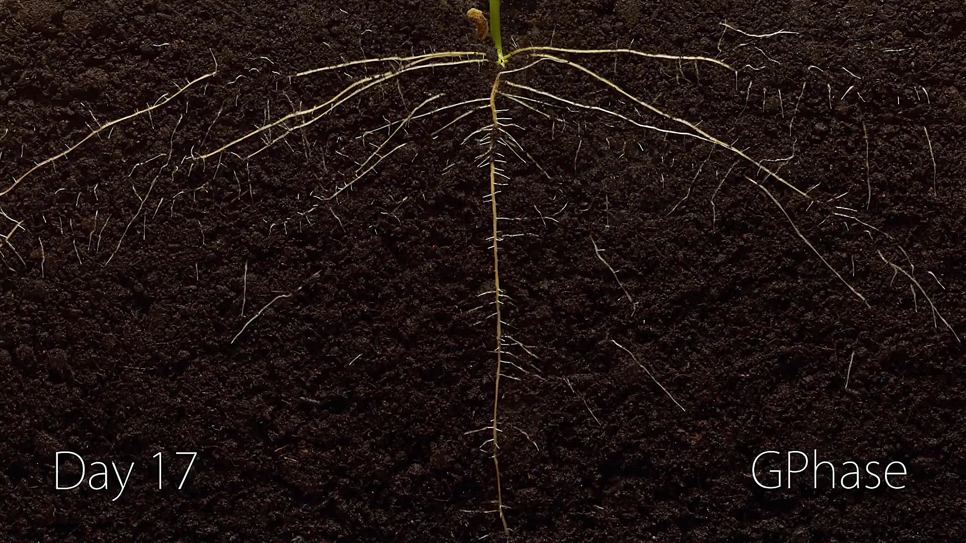 تایم لپس سوپر دیدنی رشد و جوان...