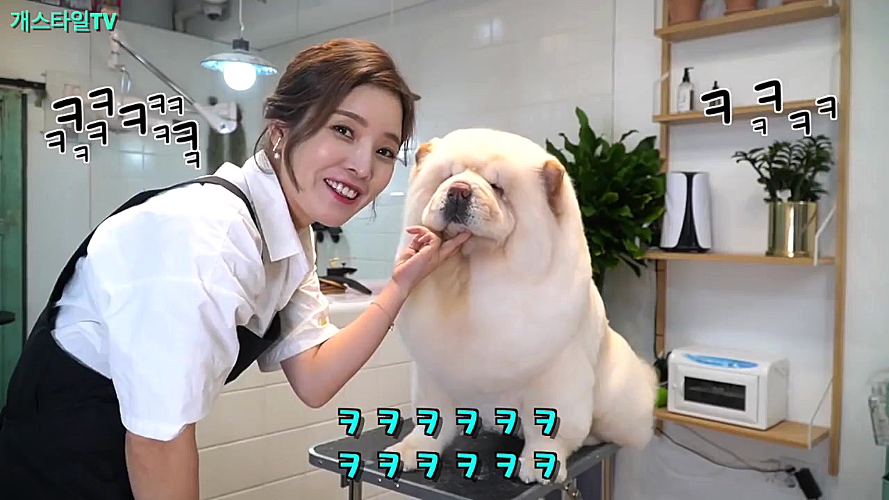 خانم آرایشگر و سگ پشمالو بازیگ...