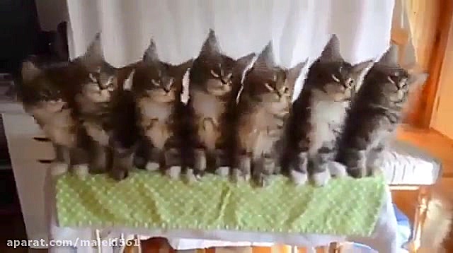 بچه گربه ها