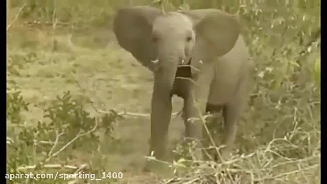 حیوانات وحشی در مقابل فیل مبار...