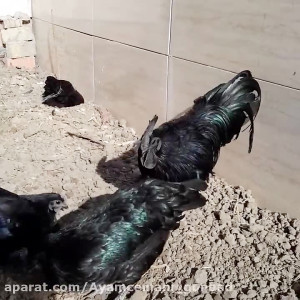 فروش تخم نطفه دار آیام سمانی ا...