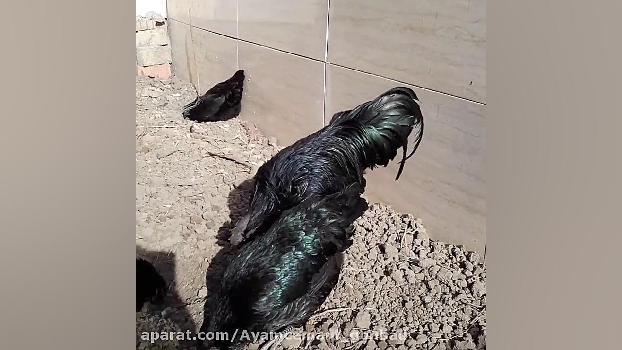 فروش تخم نطفه دار آیام سمانی ا...