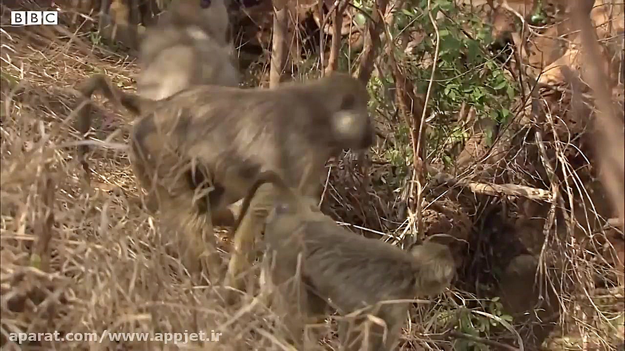 بهترین مبارزات جفتگیری حیوانات...