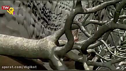 ماجراهای جنگل  قسمت ۸۴