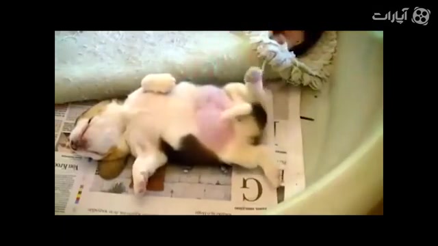 توله سگ قلقلکی .... : ))