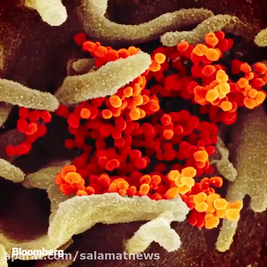 ویروس کرونا را ببینید