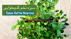 Sabzeh for Nowruz  ارزانترین س...