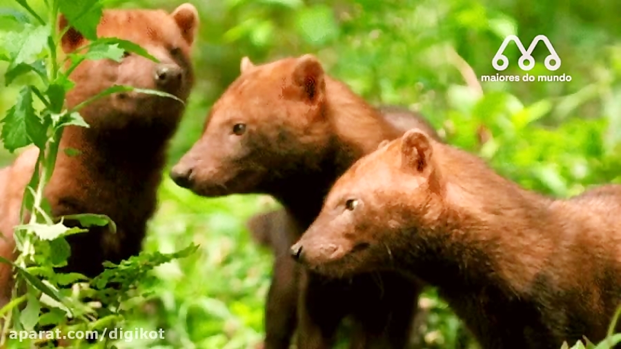 تصاویری از سگ بیشه، سگ وحشی آم...