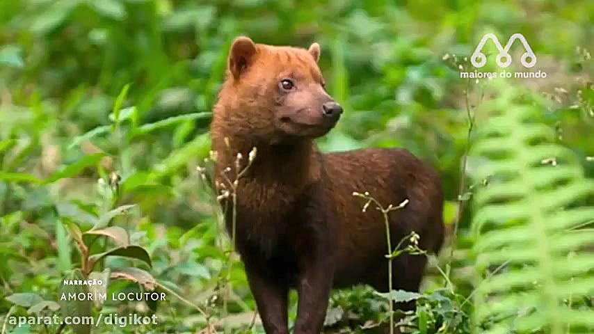 تصاویری از سگ بیشه، سگ وحشی آم...