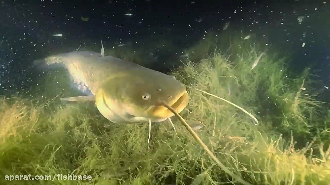 ماهی اسبله، هیولای آب شیرین