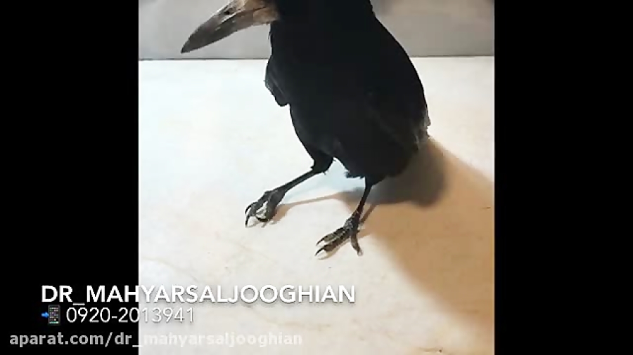 عدم تعادل و بی حالی در کلاغ سی...