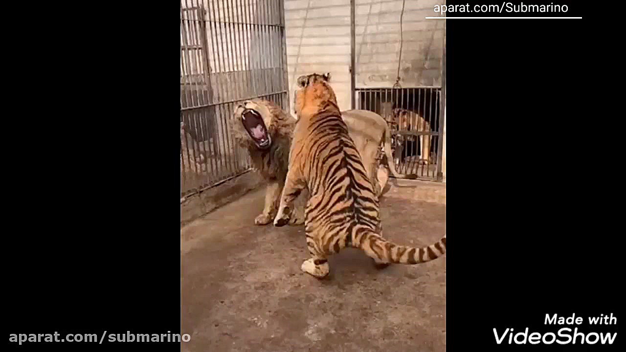 جدال ببر و شیر در باغ وحش