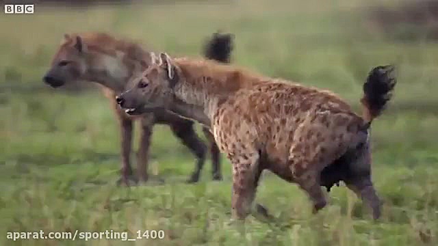 مستندحیات وحش کمک به برادر