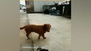 جواد خواجوی  بچه ی کنجکاو