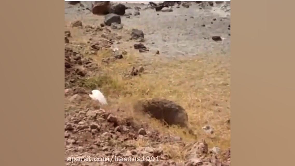 shekare goraz tavasote kaftare...