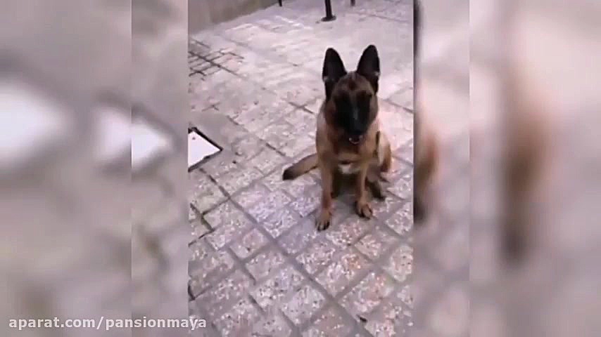 آموزش مقدماتی و پیشرفته سگ ها