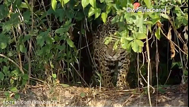 Shekare temsahe keman tavasote...