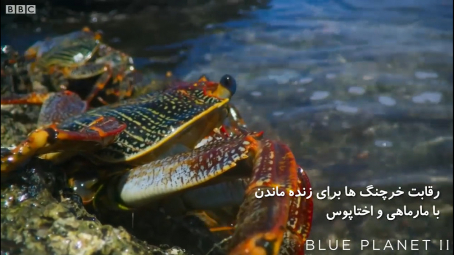 جدال خرچنگ و دشمنان مرگبارش