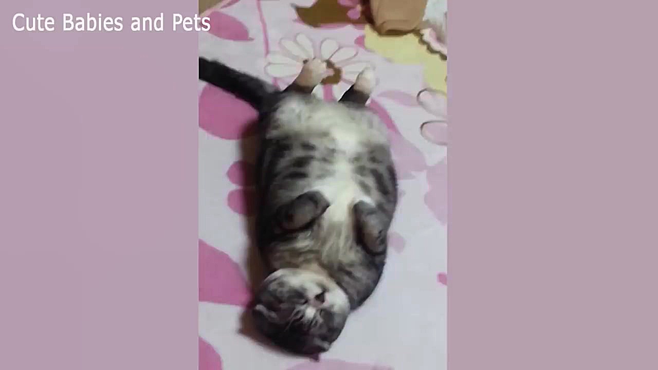 كليپ جالب از بچه گربه هاي بامز...