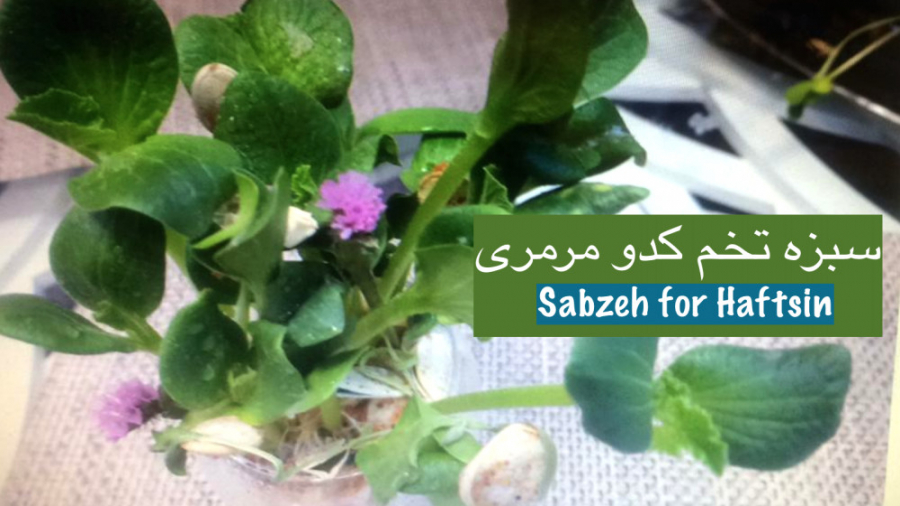 سبزه تخم کدوی مرمری در خزه جنگ...