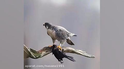 Peregrine falcon plucking the...