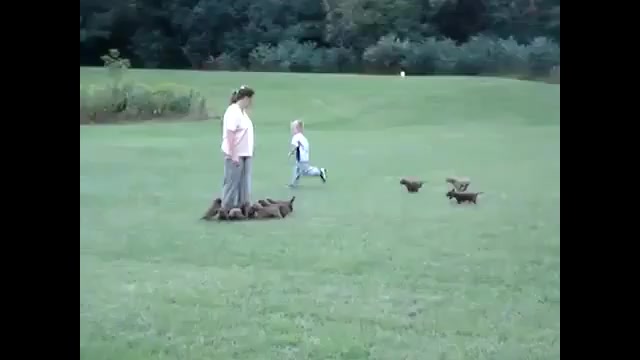 پسرکوچولو و هاپوها  (  :)   )