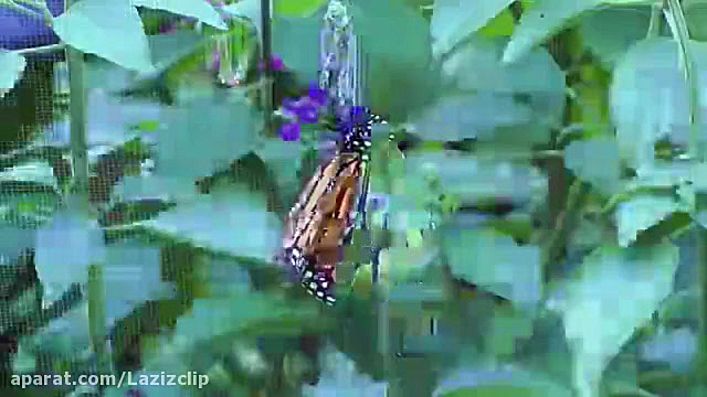 کرم ابریشم از پیله تا پروانه