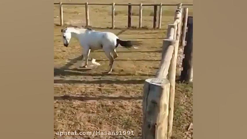 clipe khande dar az davaie kho...