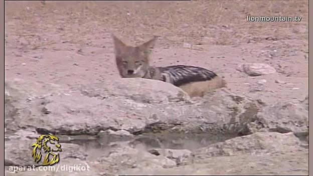 حیات وحش، پرنده شکار کردن شغال